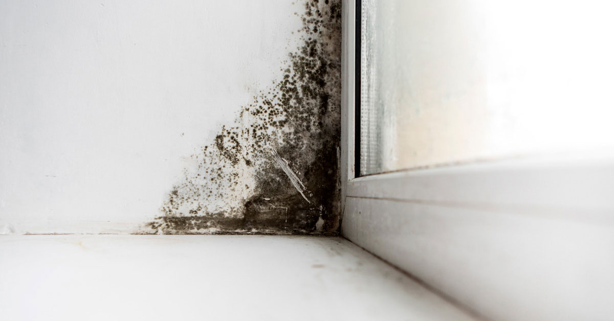 Пліснява на укосах: причини виникнення та способи профілактики